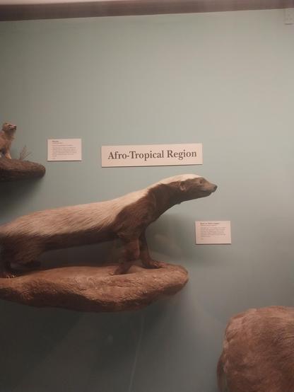 honey badger (Mellivora capensis), also known as the ratel (/ˈrɑːtəl/ or /ˈreɪtəl/), is a mammal widely distributed in Africa, Southwest Asia, and the Indian subcontinent. Because of its wide range and occurrence in a variety of habitats, it is listed as Least Concern on the IUCN Red List.