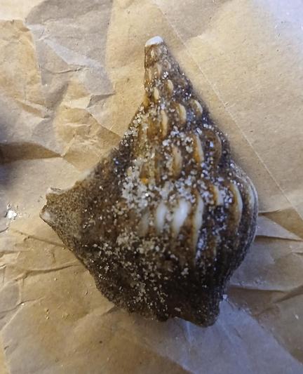 The other side of that pointy snail. The hard crust is more apparent here, and fewer of the ridges of the shell are here but you can see them. 