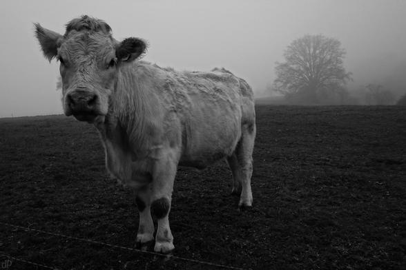 Eine helle Kuh, zentral im Vordergrund. Dahinter eine Weide und einige sich im Nebel verlierende Bäume.
 