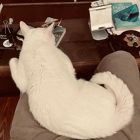 a formerly tiny kitten now lounges over an entire lap and drapes herself on a knee