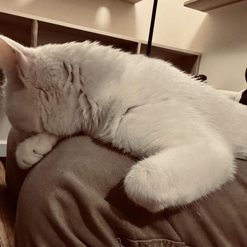 view of front paws and (turned away) head of white cat on a human's lap and leg