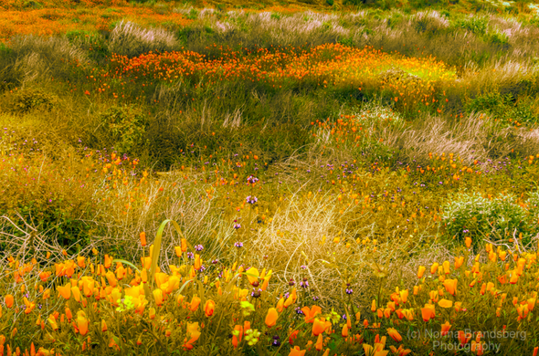 California hillside super bloom flowers prints  & more:

https://pixels.com/featured/flowers-super-bloom-norma-brandsberg.html?newartwork=true

https://www.pictorem.com/2170756/Super%20Bloom%20Flowers.html