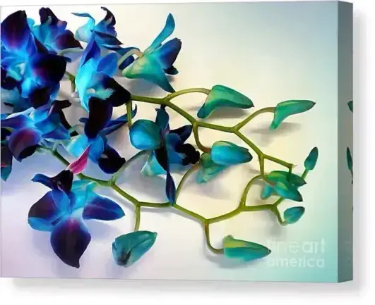 Lovely orchids still life