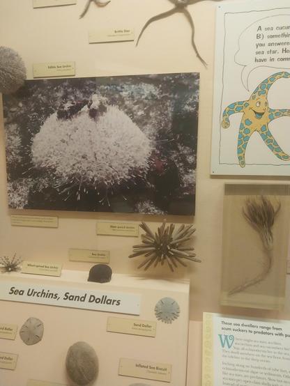 Sand dollars (also known as sea cookies or snapper biscuits in New Zealand and Brazil, or pansy shells in South Africa) are species of flat, burrowing sea urchins belonging to the order Clypeasteroida. Some species within the order,