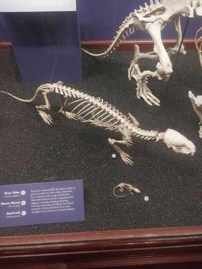 North American #riverotter (Lontra canadensis), also known as the northern river otter and river otter, is a semiaquatic mammal that lives only on the North American continent throughout most of Canada, along the coasts of