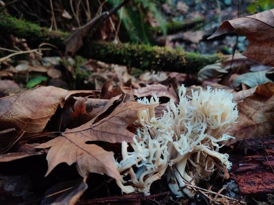 A pale little mushroom peeks out from under a layer of leaves, reaching upward with branching fungal fingers towards the sky.