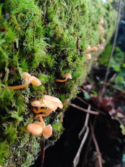 Several orange mushrooms lean out from the side of a mossy log that extends toward the far distance.
