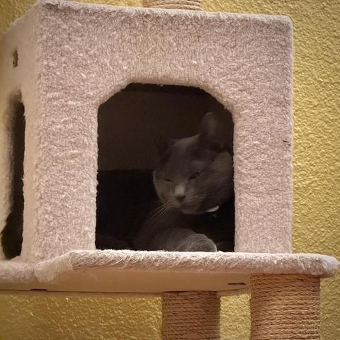 A gray cat is resting inside a cozy house-like cat tree, with one eye partially closed. A white tracking collar just visible around her neck looks like a Catholic priest. The background features a yellow wall.
