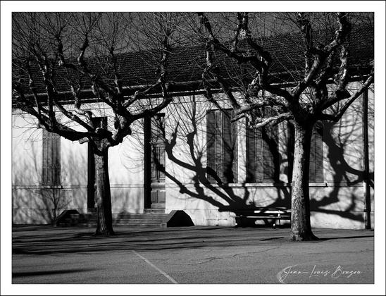 The black and white image depicts a scene with several leafless trees casting intricate shadows against the facade of a building. The building has shuttered windows and a slightly elevated entrance with steps. The shadows of the trees create a dramatic pattern on the wall, and there is a bench visible in front of the building. The overall atmosphere is serene, and the composition highlights the stark contrast between the branches and the smooth surfaces.
