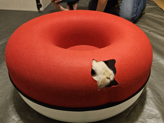 A small harlequin bunny peeps out of a bed shaped like a pokeball