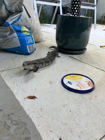 An adult Blue Tongued Skink looking at the camera. The Lizard is sitting on the white paving stones of a courtyard, an empty plastic container lid lacking the lizard's desired lunch is to the side.