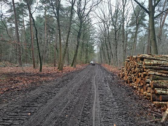 Wild zwijn steekt bosweg over