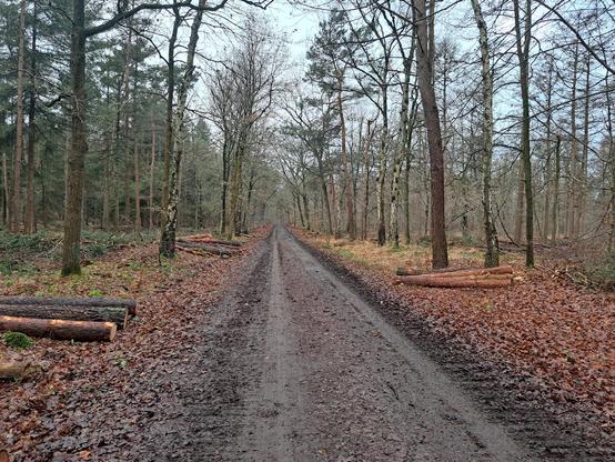 Ergens een vage witte vlek van een wegspringend ree