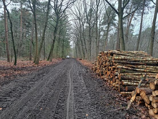 Wilde zwijnen steken bospad over