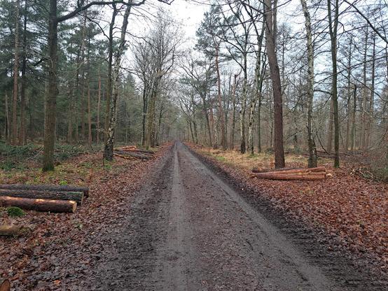 Ergens een vage witte vlek van een wegspringend ree