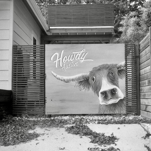 A black and white film photo. A creature of the bovine variety peers out from street art that states “Howdy Austin” in East Austin, Texas. Saturday, November 30, 2024.