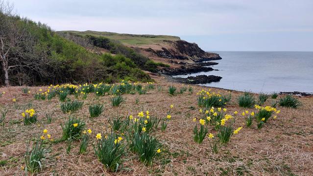 Daffodils and a view to the west