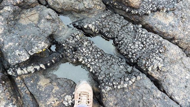 A thin sill intruding  the lavas  - little columns well developed