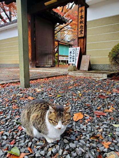 A cat welcomes visitors to Daihoon-ji.