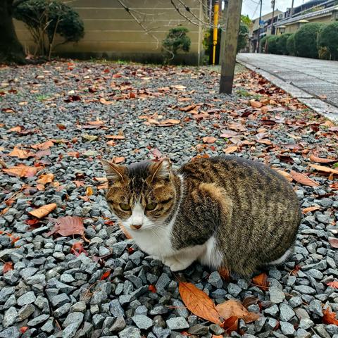 Feline friend at Daihoon-ji.