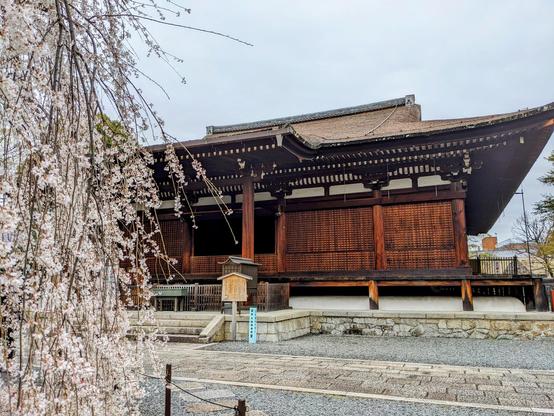 Cascades of sakura and the main hall of Daihoon-ji.
