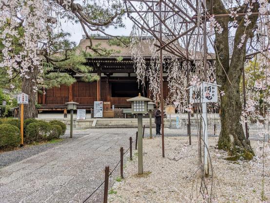 The main hall of Daihoon-in glimpsed through it famous weeping cherry tree.