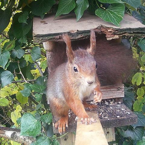 Ein Eichhörnchen schaut in die Fotofalle an der Futterstation.