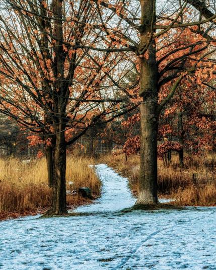 A narrow, snow-dusted path winds through a forest with tall, leafless trees and patches of orange foliage.