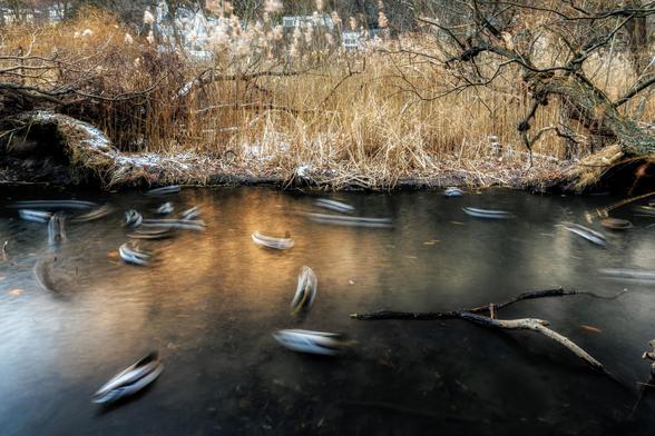 Long exposure of ducks gliding swiftly along a calm, reflective steam surrounded by dense, wintry reeds and trees.
