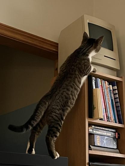Tabby kitten perched precariously on his hind legs atop the TV, reaching up to inspect the 9-inch screen of the Mac Classic II on top of the bookshelf near the ceiling. Bad kitty.