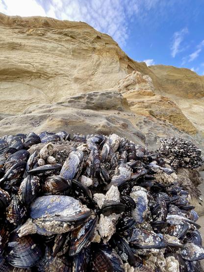 A close-up view of a cluster of black mussels and barnacles on rocky shoreline, with a sandy cliff and blue sky in the background.