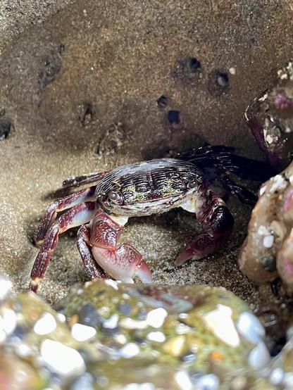 A close-up view of a crab resting on sandy ground, partially surrounded by rocks. The crab has a mottled shell with shades of green and brown, and is displaying one large claw.