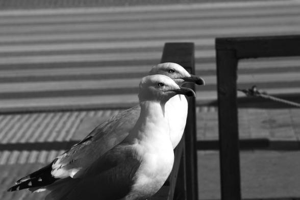 Imagen en blanco y negro de dos gaviotas patiamarilla (Larus michahellis) posadas en una valla del camino de acceso a la playa. Detrás se ve el paso de cebra de peatones. Sus rayas blancas parecen sintonizar con el color blanco de las gaviotas. 