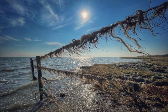 Ein mit Schafwolle belegter Stacheldrahtzaun ragt bei Flut ins Wattenmeer der Insel Ameland hinaus. Das Meer glitzert bei einem fast wolkenlosen sonnigen Himmel. 
