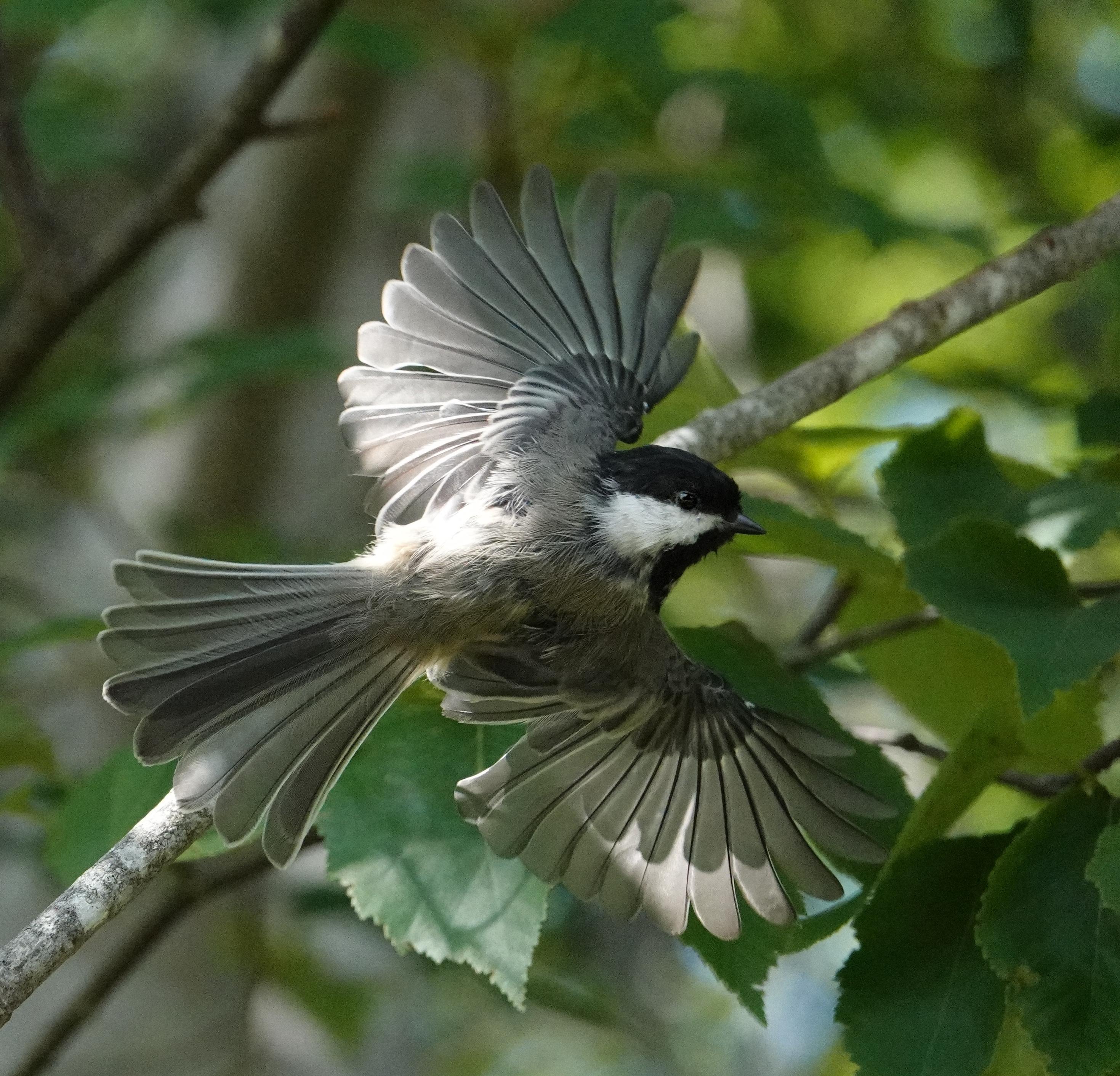 A%20chickadee%20(a%20tiny%2C%20mostly%20grey%20bird%20with%20black%20and%20white%20face)%20flying%20horizontally%20against%20a%20blurry%20forest%20background.%20Its%20wings%20and%20tail%20feathers%20are%20entirely%20fanned%20out%2C%20with%20a%20sunbeam%20hitting%20one%20wing%20to%20reveal%20its%20delicate%2C%20translucent%20wing%20feathers.%20Because%20it%20is%20flying%20on%20an%20angle%2C%20it's%20as%20if%20you%20were%20viewing%20the%20bird%20from%20the%20top%2C%20looking%20down.%20However%2C%20its%20head%20is%20turned%20so%20you%20can%20see%20the%20right%20side%20of%20its%20face%20clearly.