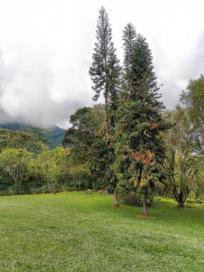 Trees and cloudy.
#awesome_nature #Blackside #Field #Grass #Green #Growth #Meadow #Nature #Outdoors #Shrub #Sky #Snap_allnature #Snap_alltrees #Snap_colours #Snap_community #Snap_country #Tranquility #Tree