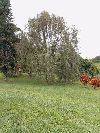 Trees and cloudy.
#awesome_nature #Blackside #Field #Grass #Green #Growth #Meadow #Nature #Outdoors #Shrub #Sky #Snap_allnature #Snap_alltrees #Snap_colours #Snap_community #Snap_country #Tranquility #Tree