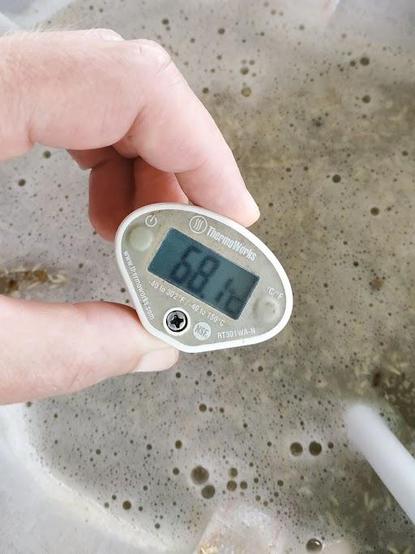 Close-up of a hand holding a digital thermometer in a homebrew mashtun. The thermometer reads 68.1 degrees celcius.