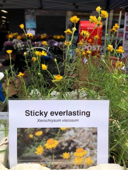Sticky everlasting 
Xerochrysum viscosum 

Yellow “daisy” flowers grown for distribution in boxes outside in suburban shopping centre street next to red post box 