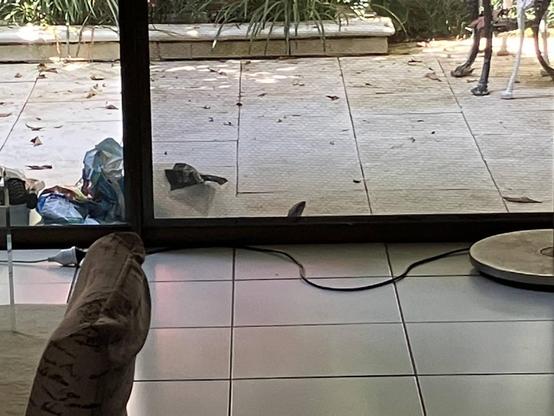 A sliding glass door dividing a white tile interior, from a white paving-stone exterior. Poking up above the bottom of the door's frame is the head of a Blue Tongued Skink.