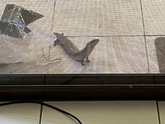 A Blue Tongue Skink standing up as tall as he can, to look in through the sliding glass door, as he awaits his lunch.