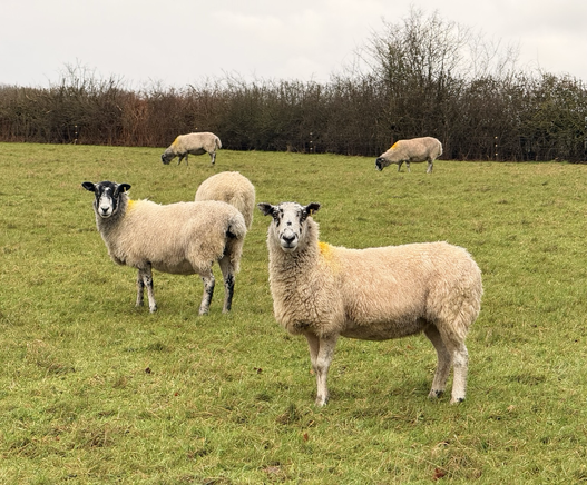 Sheep looking at the camera in a field. 