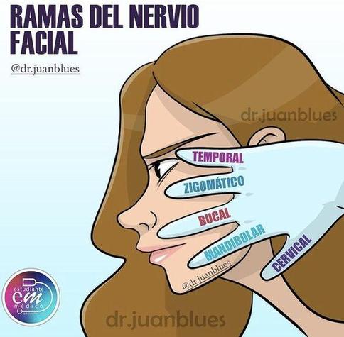 Dibujo de las ramas del nervio facial. Cara de una mujer, perfil izquierdo. Una mano derecha encima de la cara indica los nombres, temporal, zigomático, bucal, mandibular y cervical. 
