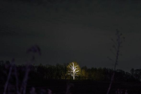 Solitary tree with Christmas lights