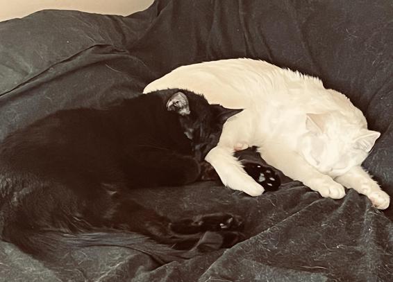 a white cat and a black cat sleeping together on a black blanket; the black cat rests his head on the rear legs of the white cat and his paw is under her tail