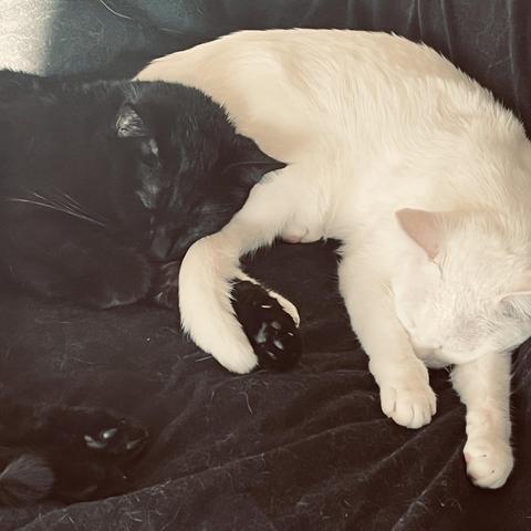 close-up: a white cat and a black cat sleeping together on a black blanket; the black cat rests his head on the rear legs of the white cat and his paw is under her tail