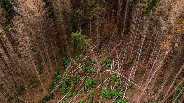 Foto
zahlreiche abgestorbene und umgeknickte Fichten

Rund 150 Jahre lang wurde die Fichte stark beworben und galt als Brotbaum der mitteleuropäischen Forstwirtschaft. Dem Klimawandel kann sie aber schlecht standhalten.

„Für den Wienerwald kann man durchaus sagen, dass die Fichte in den nächsten Jahrzehnten vermutlich aus dem Erscheinungsbild des Waldes verschwinden wird“, sagt Wieshaider. Im Rest Österreichs würde der Flachwurzler aller Voraussicht nach so bald zwar nicht verschwinden, in flacheren Lagen aber „deutlich abnehmen“. Laut der Österreichischen Waldinventur 2021 hat sich der Anteil der Fichten seit den 1980ern bereits von rund sechzig auf unter fünfzig Prozent reduziert.