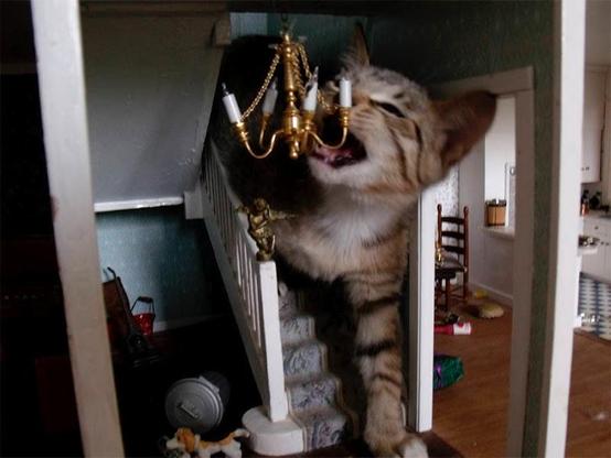 A cat terrorizing a doll house.
