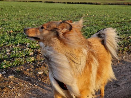 A shetland sheepdog with its fur blowing in the wind.