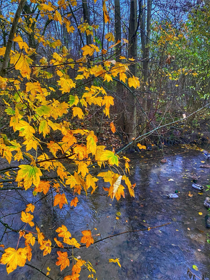 Autumn leaves beside nearby stream 